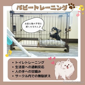 販売中の静岡県のトイプードル-383014の5枚目